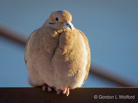 Mourning Dove_52729.jpg - Photographed at Ottawa, Ontario - the capital of Canada.